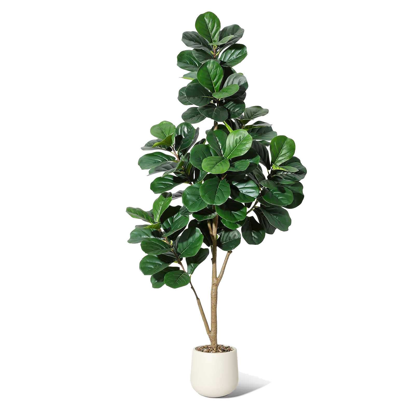 Ficus Lyrata Tree - 4-7 FT Fiddle Leaf Fig Tree