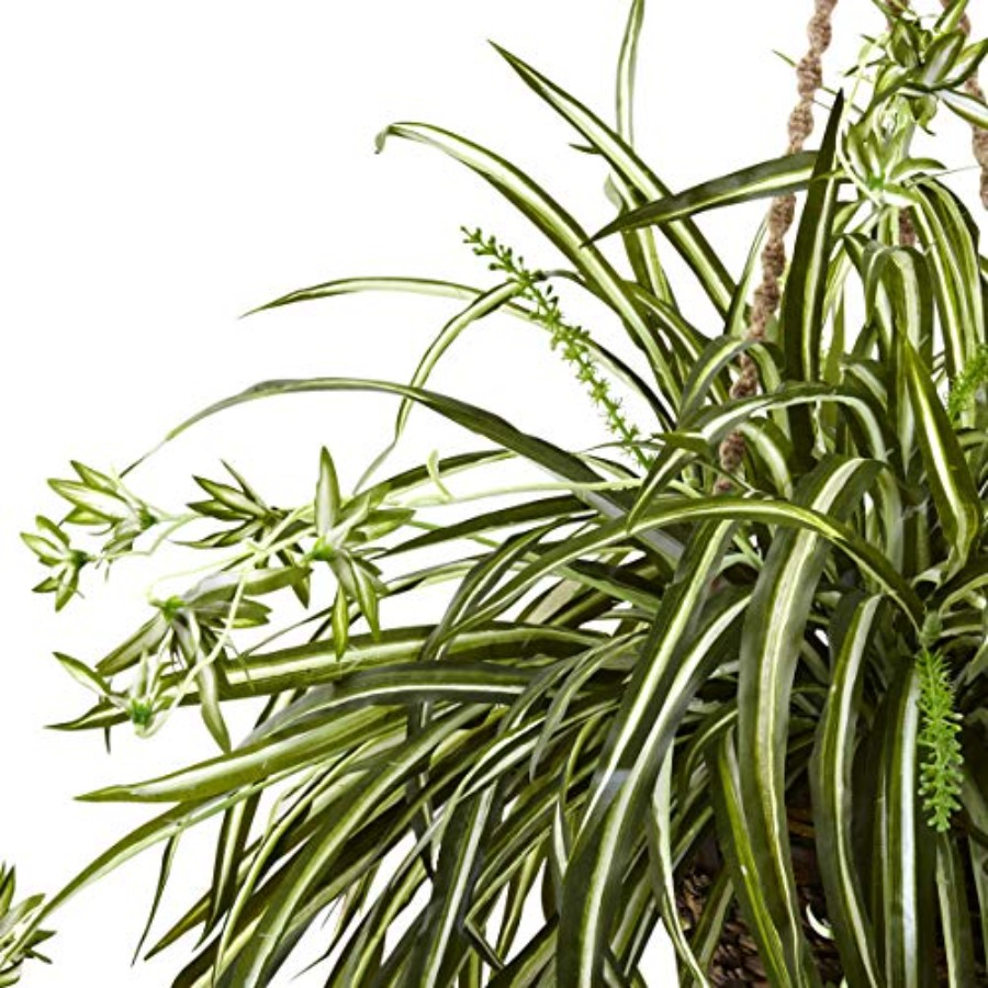 Spider Plant Hanging Basket fo - Spider Plant Hanging review and price