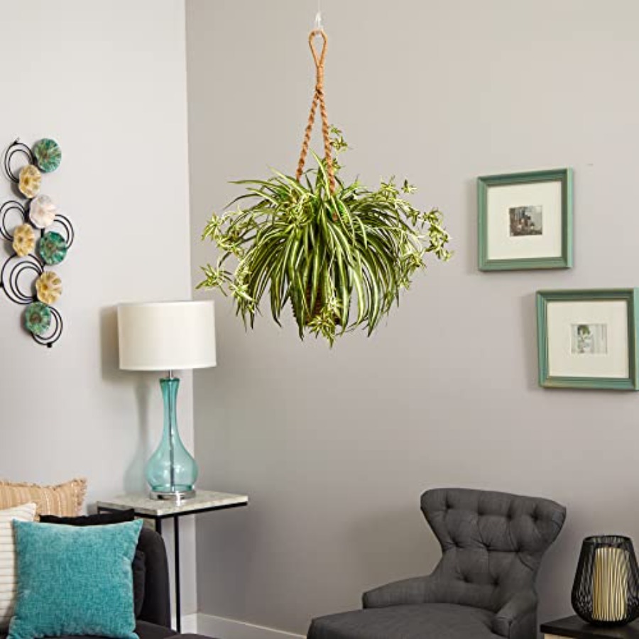 Spider Plant Hanging Basket fo - Spider Plant Hanging review and price