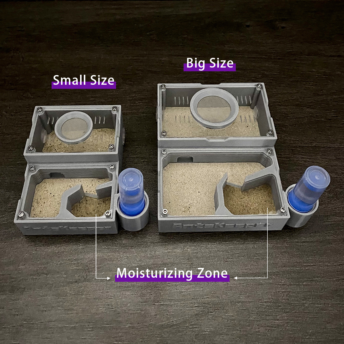 【One Section】Flat Ant Farm for - Begonia Rex review and price