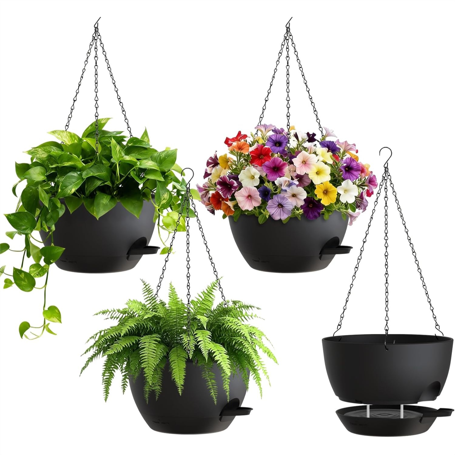 8 Inch Self Watering Hanging P - Spider Plant Hanging review and price