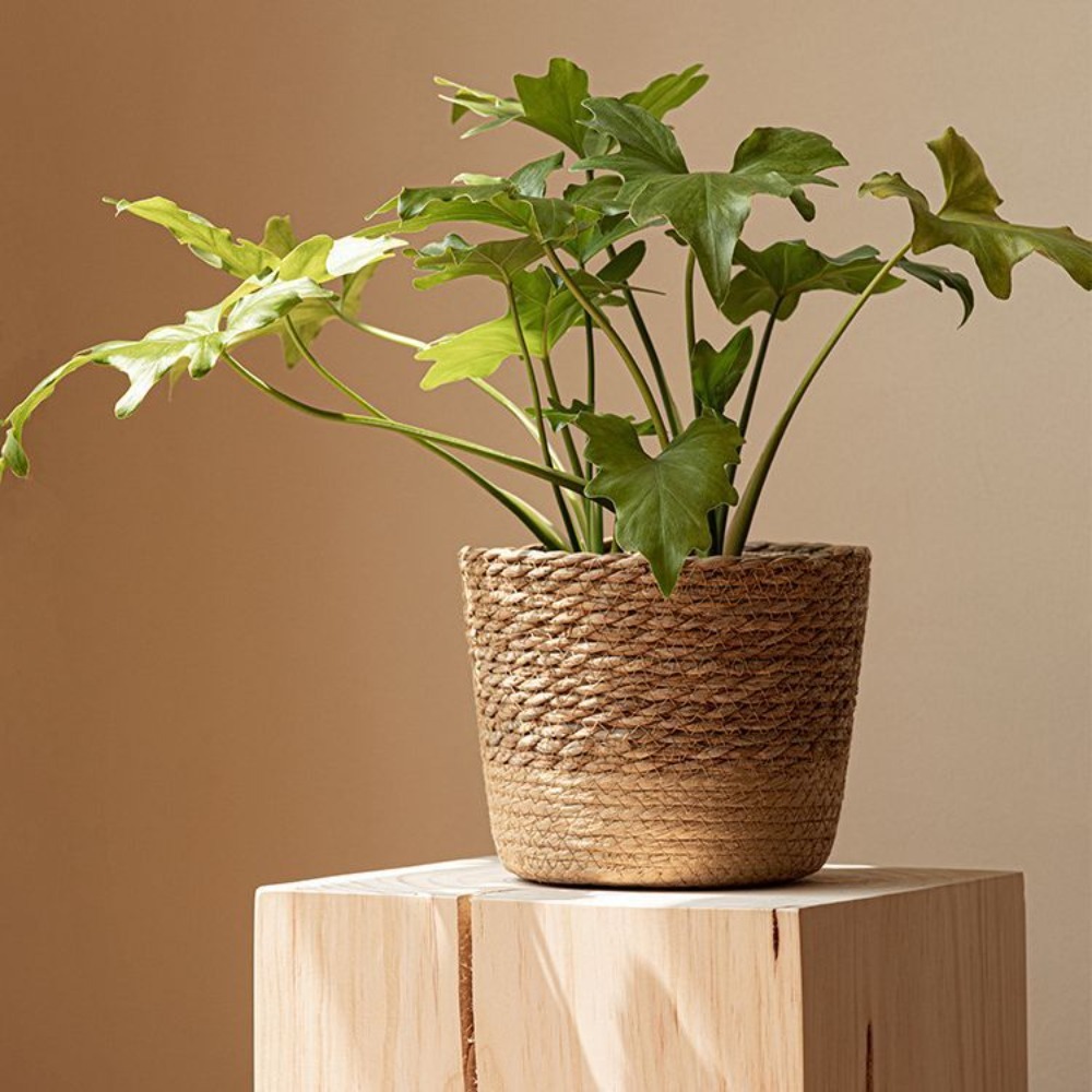 Straw Weaving Flower Plant Pot - Aloe Vera Pot review and price