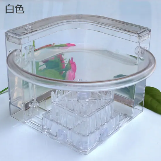 Ant Workshop Roller Coaster Ec - Begonia Rex review and price