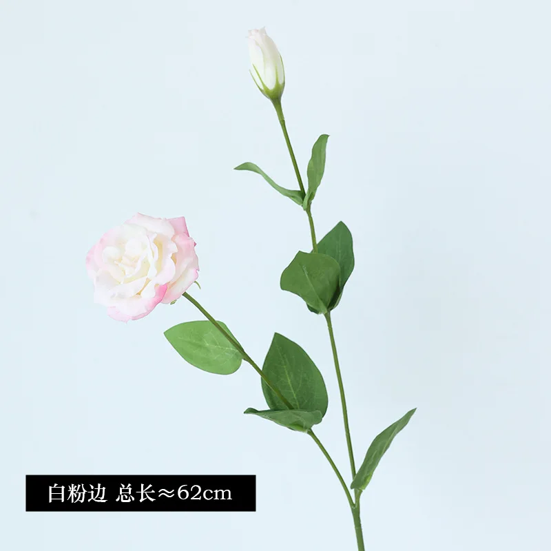 10Pcs/lot Moisturizing 2Head E - Ficus Lyrata Tree review and price