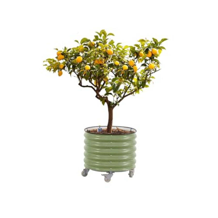 Self-Watering Rolling Metal Ci - Aloe Vera Pot review and price